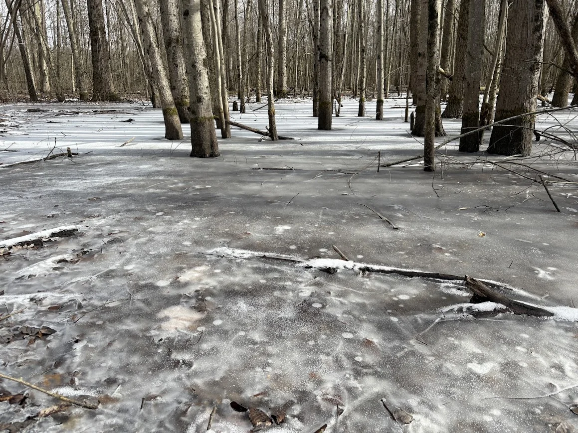 Vernal Pool in Winter
